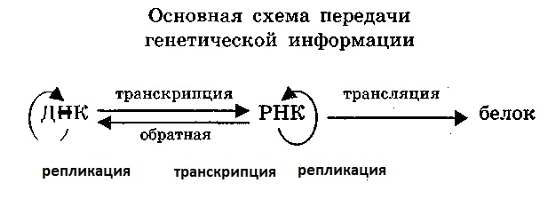 Реализация наследственной информации в клетке осуществляется по схеме