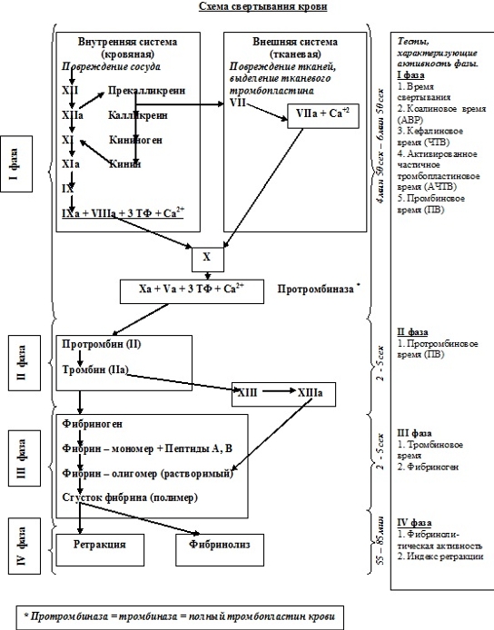 Система свертывания крови схема