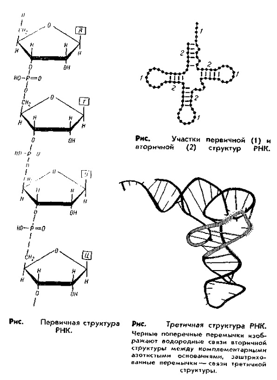 Фрагменты рнк. Структуры РНК первичная вторичная и третичная.
